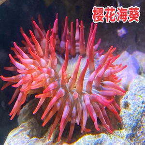 樱花海葵原生小海葵珊瑚海水生物闯缸试水好养皮实耐高温耐低温