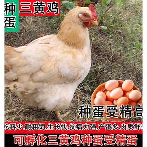 纯种三黄鸡种蛋新鲜受精蛋自然受精土鸡种蛋可食用可孵化小鸡