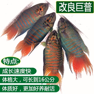 人工养殖改良大巨普斗鱼中国斗鱼蓝叉鱼苗活体活鱼好养冷水观赏鱼