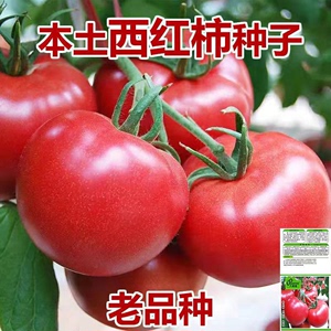 农家大粉大番茄种籽大红四季毛粉柿子种子西红柿苗阳台菜园蔬菜籽