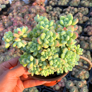 茗居园艺劳尔多肉植物实物拍摄群生木质化老桩带香味的多肉 阿里巴巴找货神器