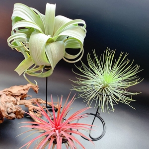 空气凤梨 养殖花器 空凤高脚螺旋花架一组3个  不含植物