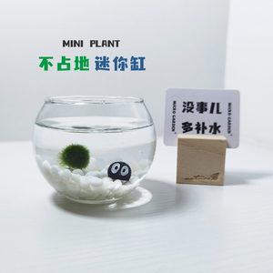 marimo海藻球生态瓶 迷你植物微景观 桌面好养萌宠小鱼缸新年礼物
