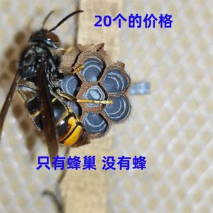 胡蜂3D人工模压蜂巢红娘金环大黑尾虎头蜂王黄脚黑盾葫芦蜂活动区