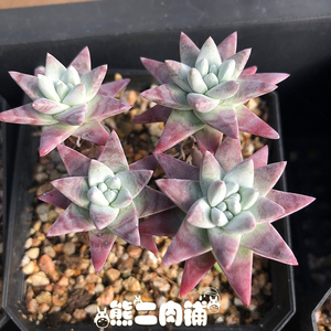 白菊多肉】白菊多肉品牌、价格- 阿里巴巴