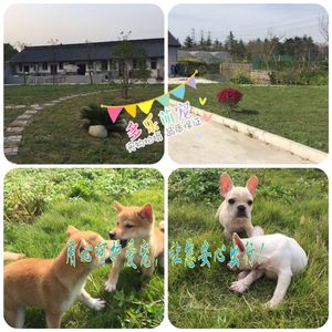 上海宠物狗寄养节假日猫咪代养可无笼散养托管专业训犬上门接送