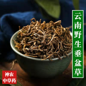 云南野生中药材垂盆草500g精选特级天然无硫中草药泡水喝品质保证