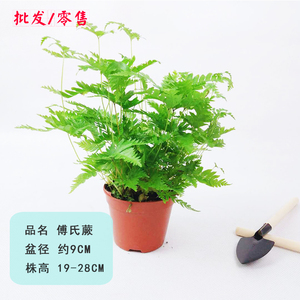 室内植物墙盆栽花卉富贵蕨金丝雀绿地球阳台绿植墙真植物净化空气