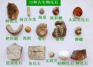 化石15种天然古生物动物昆虫海胆三叶虫菊石螺狼鳍鱼牙齿标本2339