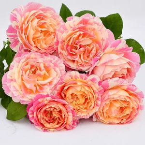 【莫奈】适合盆栽阳台庭院多季开花欧月玫瑰月季小苗