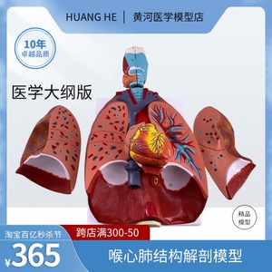 喉心肺结构内脏解剖模型人体拼装教学模型呼吸系统肺部心脏咽喉