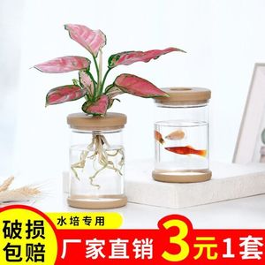 幼儿园水培植物花盆器皿塑料办公桌面绿植水养透明吊兰绿萝花瓶