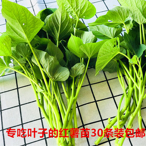 六鳌红薯苗地瓜苗 专吃红薯叶 炒菜用地瓜叶蔬菜苗盆栽30条包邮