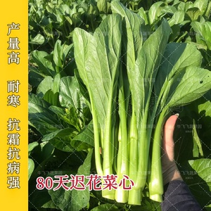 迟菜心种籽菜心菜种籽80菜心种孑广州甜菜心潮汕油菜油青蔬菜种子