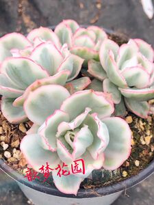 清棚 伯克利锦多肉植物伯克利锦群生老桩一物一拍 阿里巴巴找货神器