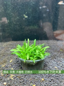 迷你小水兰（100%水下叶）阴性超级易养，超多植株，飘着不死