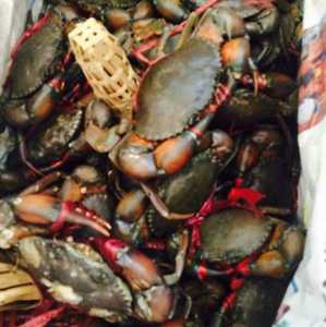 缅甸螃蟹 香辣蟹 迷踪蟹 肉蟹 青蟹 印度 孟加拉 鲜活糕蟹