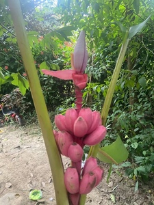 梦幻紫苞芭蕉粉蕉红花蕉盆栽观赏芭蕉庭院种植绿化花卉