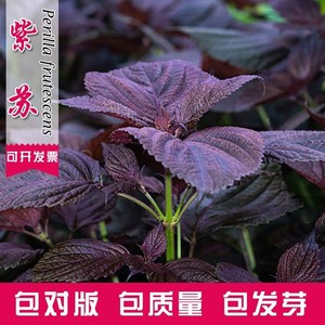 紫叶紫苏种子绿色籽四季播可食用室外田园庭院蔬菜阳台盆栽菜籽