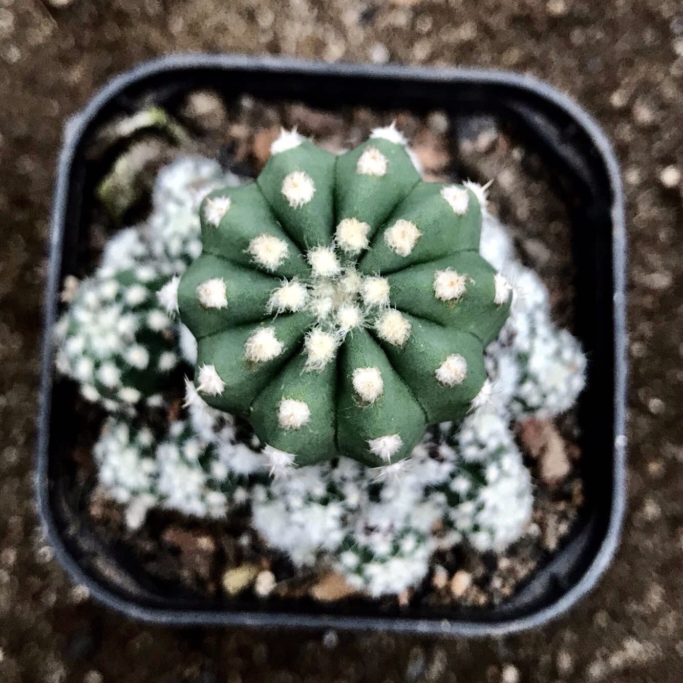 王冠短毛丸 头条搜索 王冠短毛丸 头条搜索