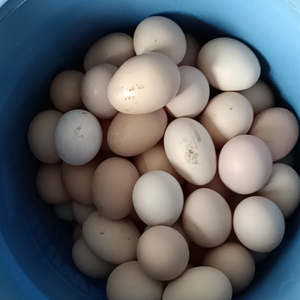粮食老母鸡蛋 纯粮食土鸡蛋 宝宝放心吃农户散养新鲜土鸡蛋孕妇补