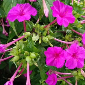 紫茉莉种子 地雷花鲜花籽紫色花草胭脂花宿根花卉多年生花种籽子