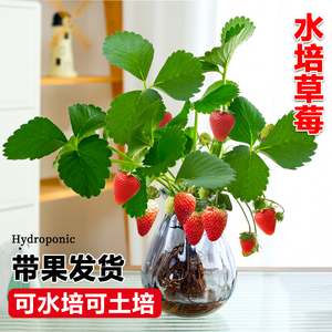 水培植物草莓苗带果可食用水果绿植室内办公室客厅盆栽好养活花卉