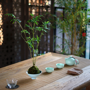 日式苔藓球苔玉球米竹水养懒人盆栽好养青竹子办公桌茶桌面小盆景