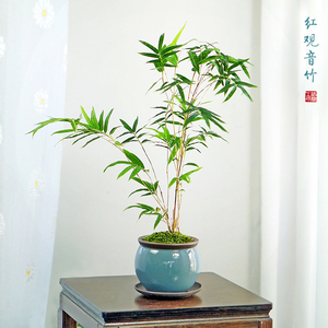 高端红竹红观音竹盆景竹子盆栽办公室书房茶桌客厅米竹桌面绿植花