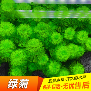 绿菊花活体真水草鱼缸水族箱金鱼藻造景淡水增氧植物阴性后景水草