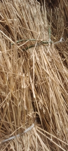 麦秆 麦秆画 原生态麦秸杆材料 小麦杆 麦草编织 做酱草 5斤包邮