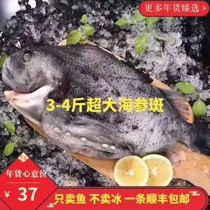 海参斑 鲜冻海参斑 深海鱼石斑鱼深海鱼海参斑 一条3斤-4斤 食品
