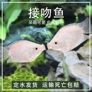 接吻鱼热带观赏小型亲嘴鱼新手好养活体宠物淡水鱼不打氧原生