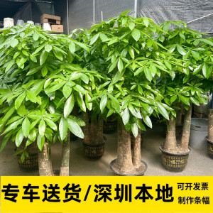 发财树盆栽办公室大颗植物客厅室内净化甲醛深圳同城乔迁送礼开业