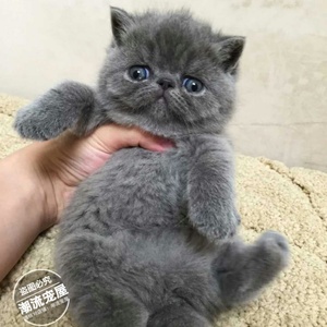 赛级蓝猫加菲猫异国短毛猫蓝灰纯色加菲猫幼猫纯种宠物猫活体t