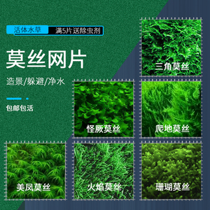 包邮水草三角莫斯片珊瑚莫丝松茸火焰美凤尾怪蕨前景草水晶鹿角苔