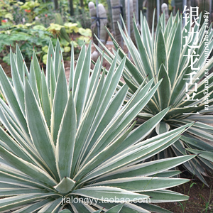 银边龙舌兰科多肉植物仙人掌 庭院绿植阳台盆栽 大型公园沙漠造景