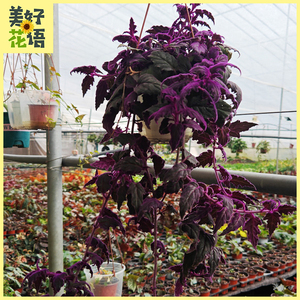 紫鹅绒三七吊兰植物天鹅绒绿植盆栽藤蔓垂吊室内观叶植物室内桌面