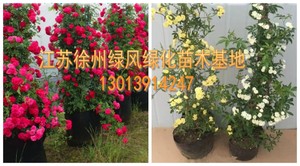 红木香花  白木香 黄木香花苗庭院攀援爬藤植物 当年开花 带土发