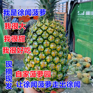 正宗徐闻菠萝新鲜水果10斤包邮香水小菠萝广东湛江大菠萝现摘现发