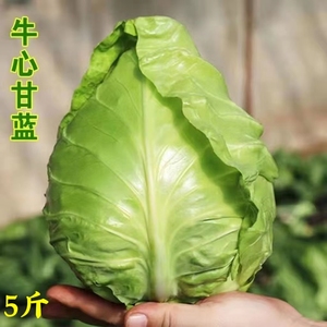 5斤牛心菜新鲜甘蓝莲花白菜手撕卷心菜当季青菜包心菜蔬菜尖包菜