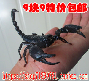 人工cb亚洲雨林帝王蝎幼体5-6cm，健康开食送饲养五件套包邮