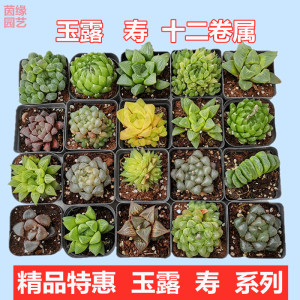 玉露多肉植物组合十二卷花卉盆栽红岩冰灯寿樱水晶玉扇室内外盆栽