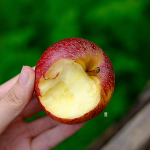 8月见 云南半野生小苹果个小味浓自然熟无药无蜡丑苹果