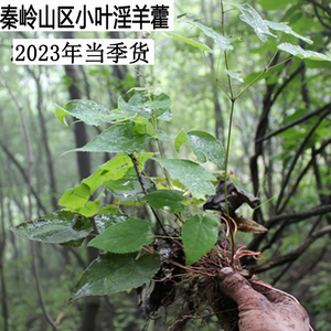 秦岭山区中药材淫羊藿叶茶羊霍叶250g包邮另售巴戟天杜仲皮肉苁蓉