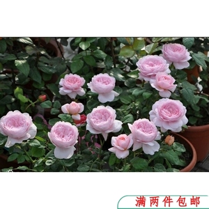 【水灵花园】瑞典女王 灌木包子 月季玫瑰 强香 盆栽植物