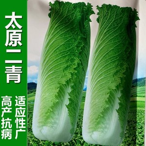 太原二青大白菜种子天津青麻叶种籽高筒长白菜蔬菜种子高产四季播