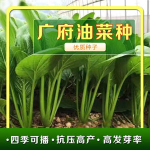 广府油菜种子广东油菜心青菜种籽四季可播易种植农家庭院蔬菜种孑