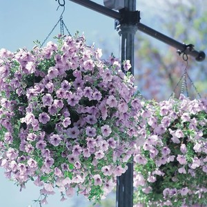 日本TAKII进口吊篮垂吊矮牵牛种子花籽 美声系列 春夏秋开花耐热