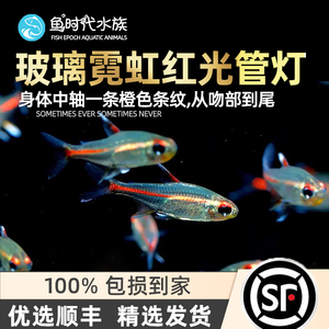 [鱼时代]光管鱼 玻璃霓虹灯热带观赏鱼水草缸群游小型红光管灯鱼